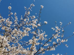 桜